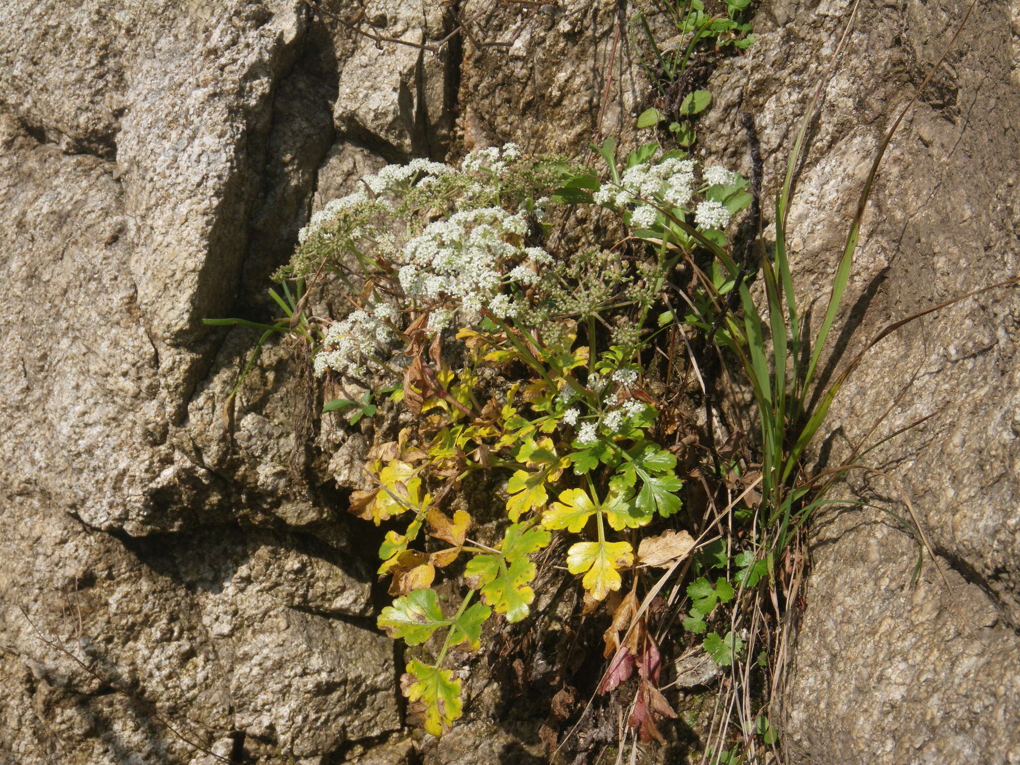 Слика од Kitagawia litoralis (Vorosch. & Gorovoi) M. G. Pimenov