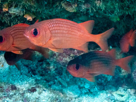 Image of Panamic soldierfish