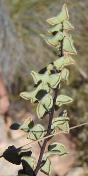 Image of Pellaea leucomelas (Mett. ex Kuhn) Bak.