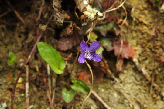 Image of Viola betonicifolia subsp. nagasakiensis (W. Becker) Y. S. Chen