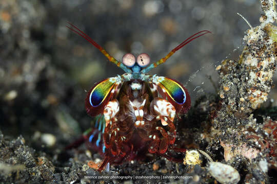 Odontodactylus scyllarus resmi