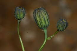 Hypochaeris laevigata (L.) Cesati resmi