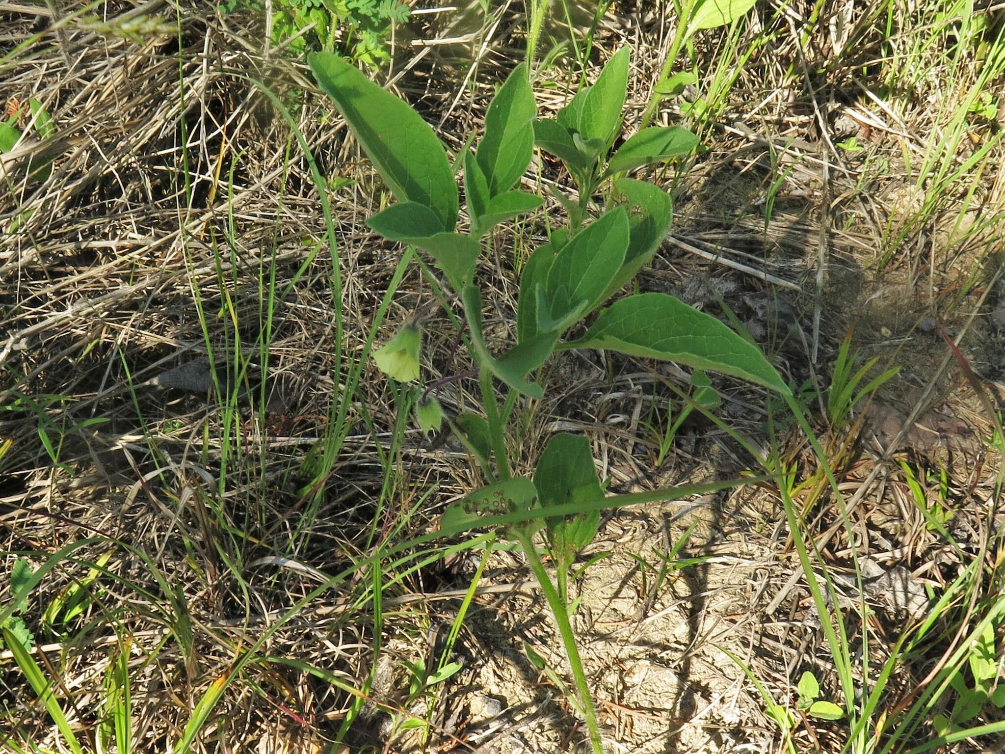 Physalis pumila var. hispida (Waterf.) J. R. Sullivan的圖片