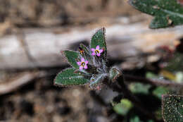 Image of serpentine collomia