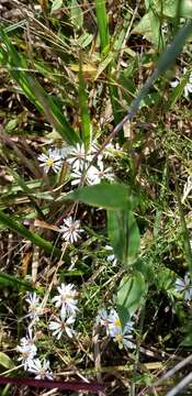 Image of serpentine aster