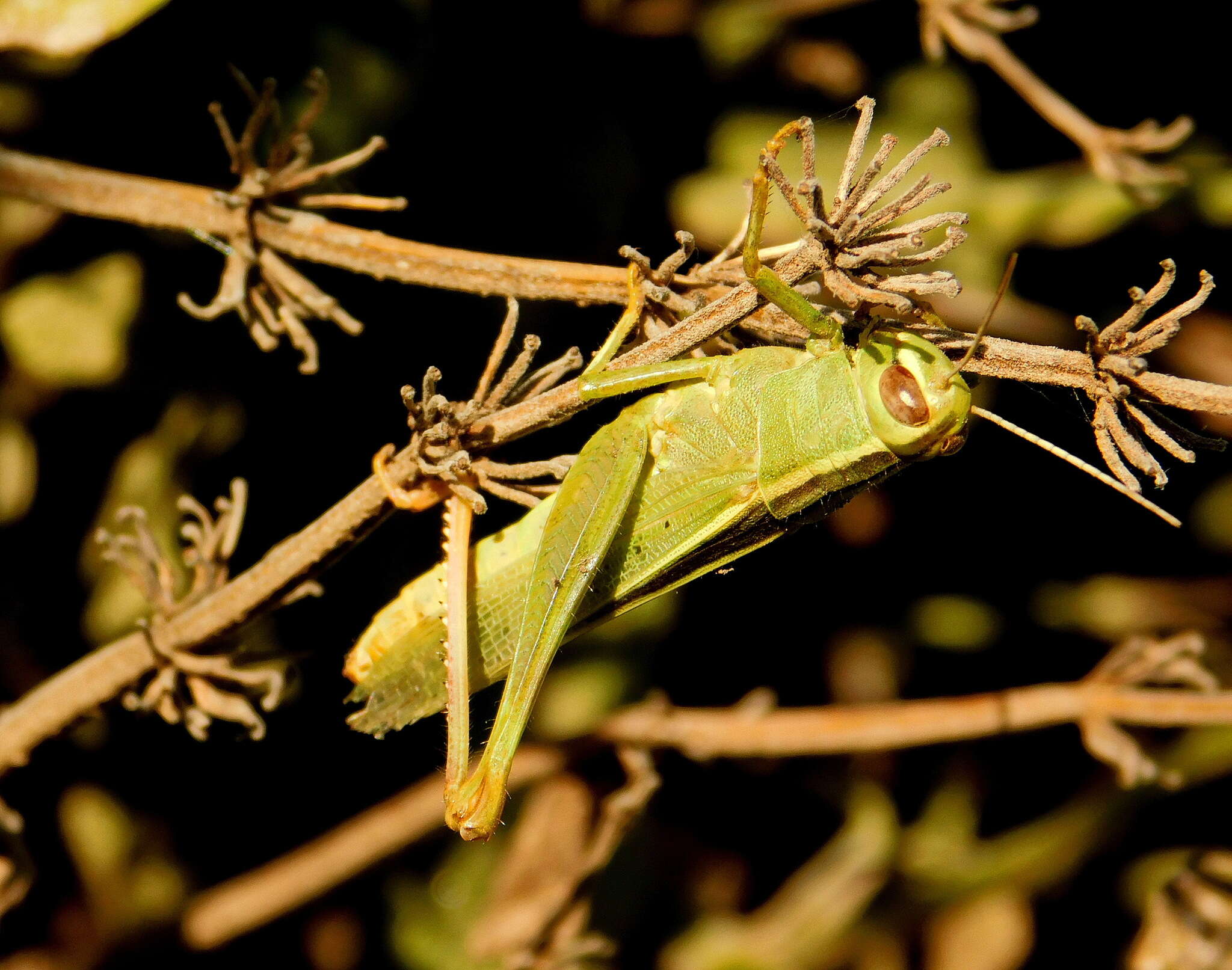 Heteracris pterosticha (Fischer von Waldheim 1833)的圖片