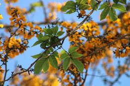 Image of Pterocarpus acapulcensis Rose