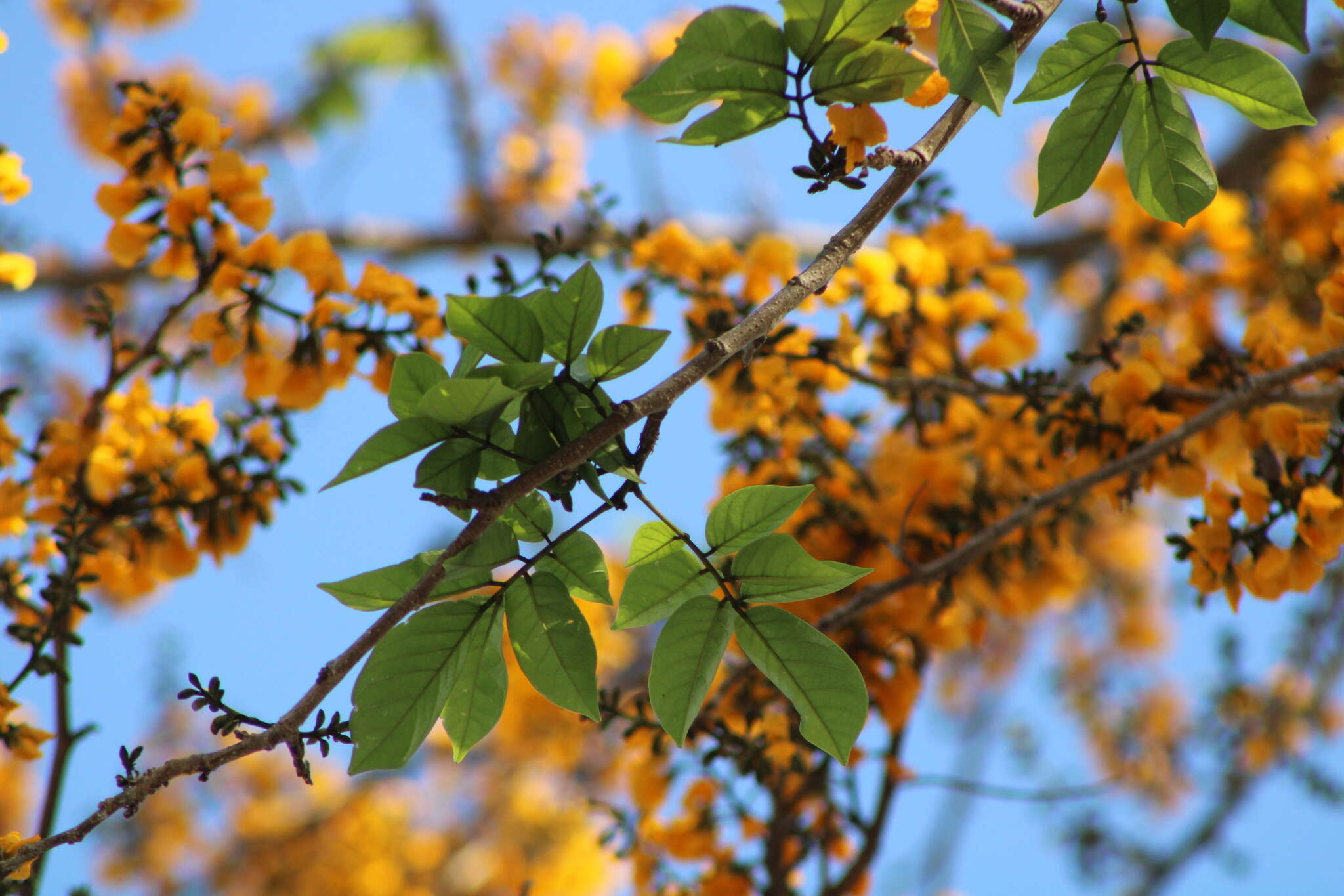 Image of Pterocarpus acapulcensis Rose