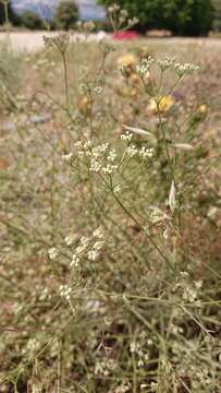 Pimpinella villosa Schousboe resmi