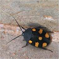 Image of Therea regularis Grandcolas 1993