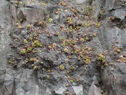 Image of Aeonium glandulosum (Ait.) Webb & Berth.