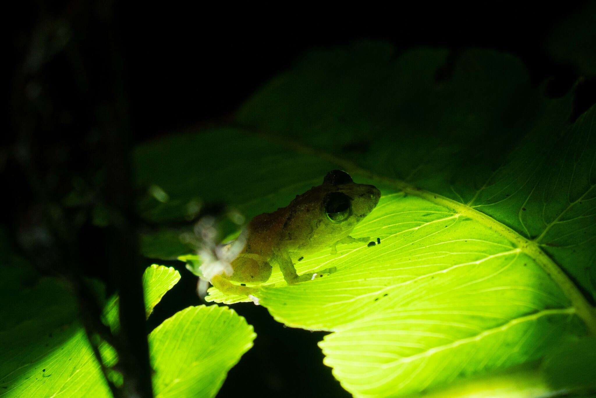 Image of Pristimantis parvillus (Lynch 1976)