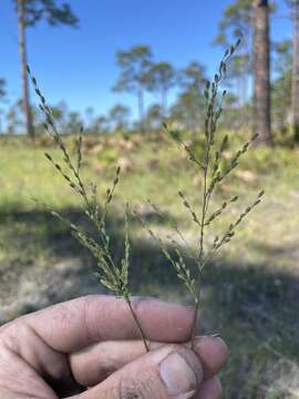 Panicum pinetorum Swallen的圖片