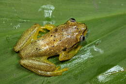 Image of Betsileo Reed Frog