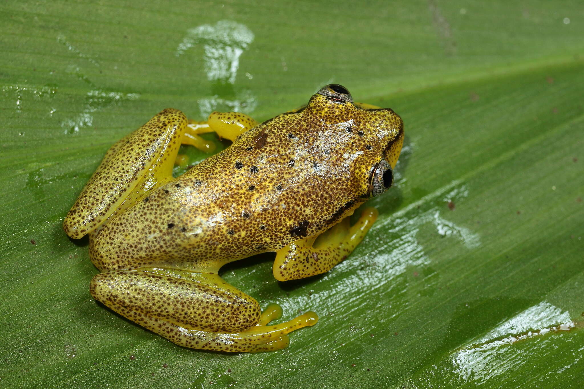 Image of Betsileo Reed Frog