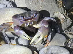 Image of brown land crab