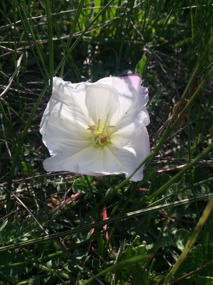 Imagem de Oenothera acaulis Cav.