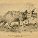 Image of <i>Triceratops prorsus</i> (Marsh 1890)
