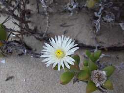 Image of Delosperma patersoniae (L. Bol.) L. Bol.