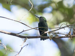 Image of Green-tailed Emerald