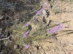 Image of cusp blazing star