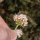 Image of Polyachyrus sphaerocephalus D. Don