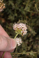 Image of Polyachyrus sphaerocephalus D. Don