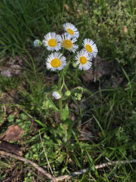 Image of eastern daisy fleabane