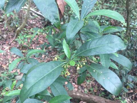 Image of Psychotria asiatica L.