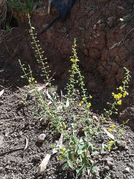 Image of Verbascum agrimoniifolium (C. Koch) Huber-Morath