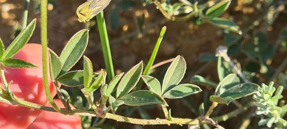 Image of Lotononis prostrata (L.) Benth.