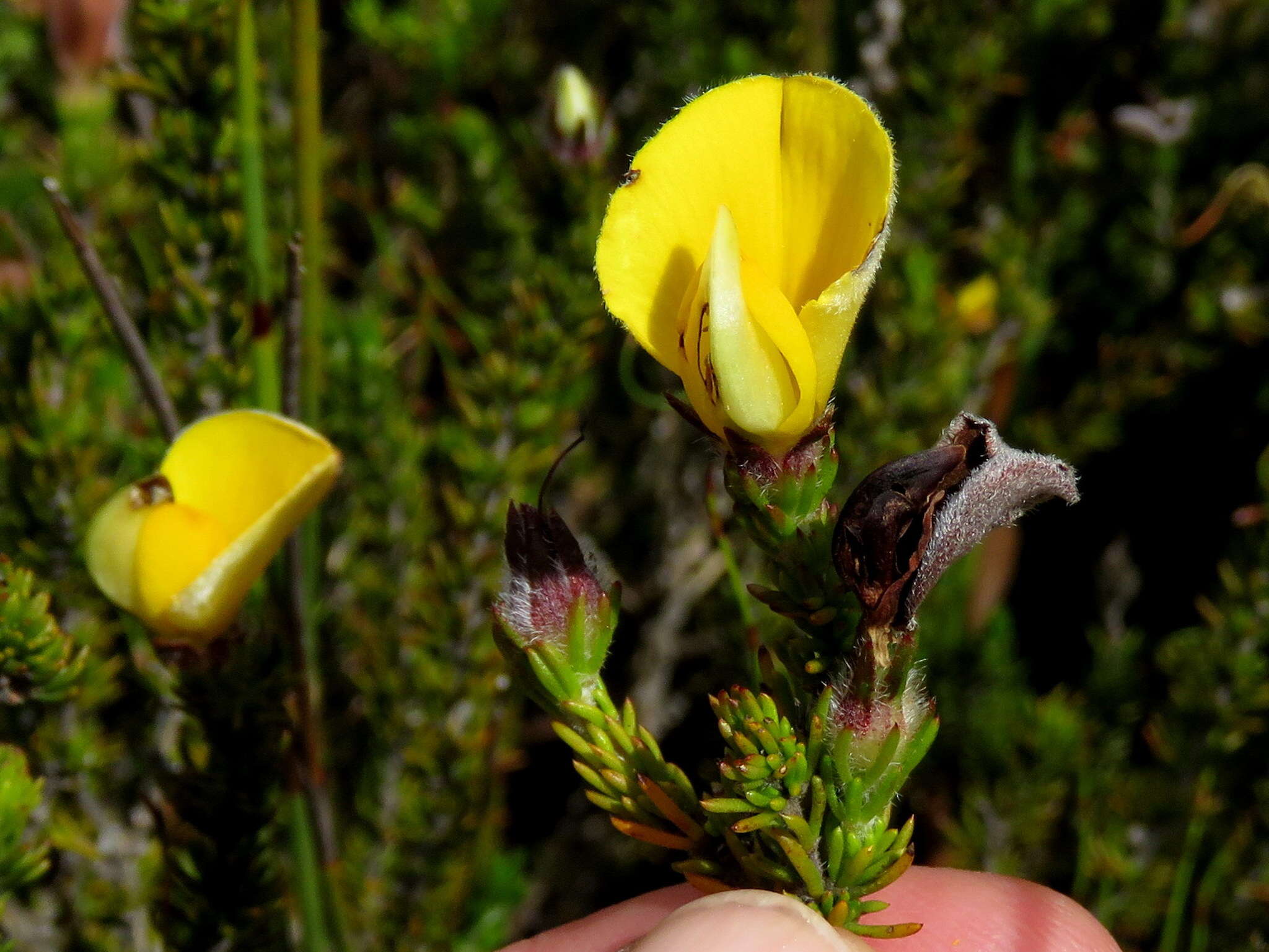 Image of Aspalathus linguiloba R. Dahlgren