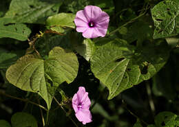 Image of Ipomoea involucrata Beauv.