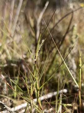 Image of puffsheath dropseed