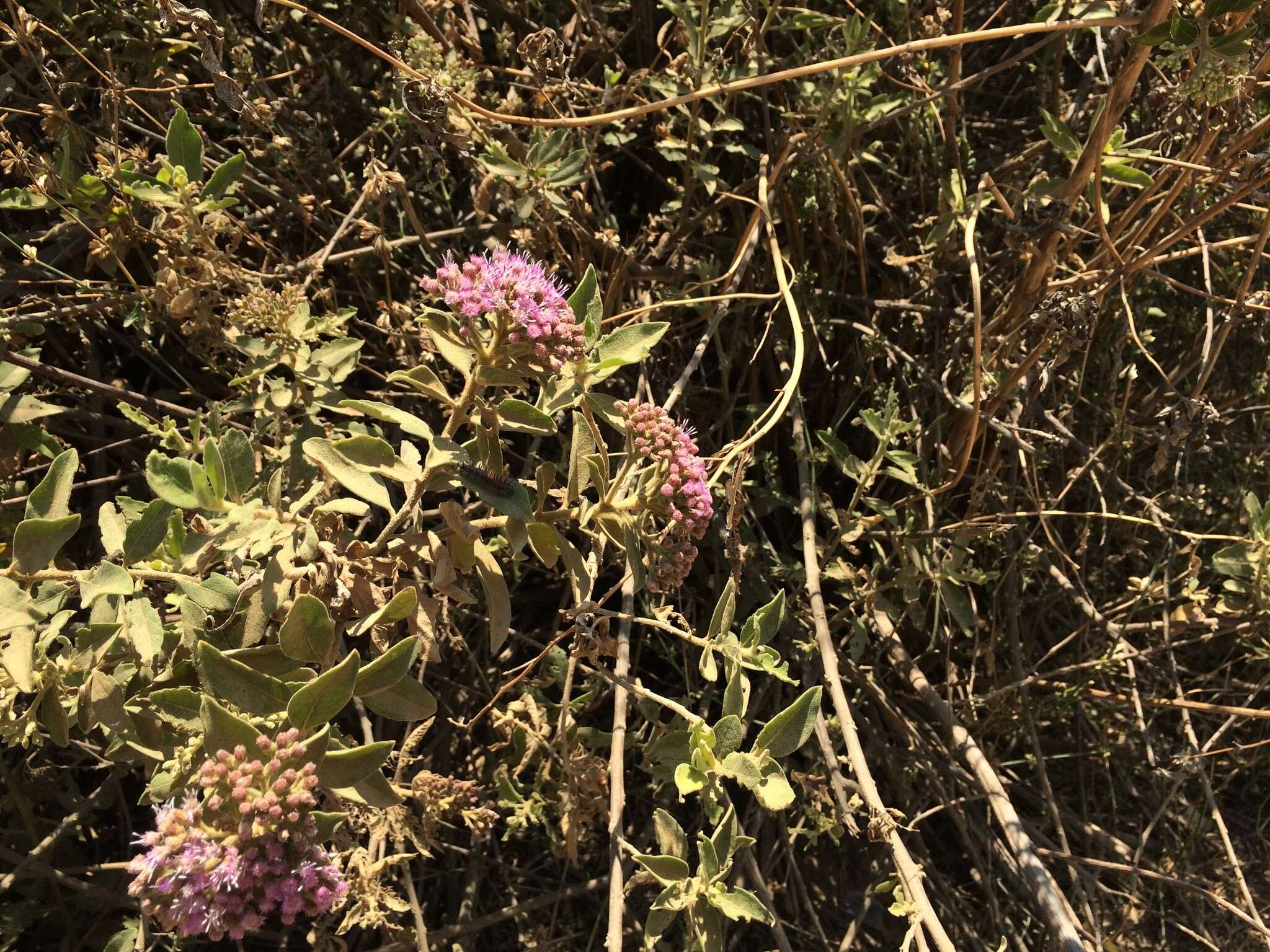 Image of Tessaria fastigiata (Griseb.) A. L. Cabrera