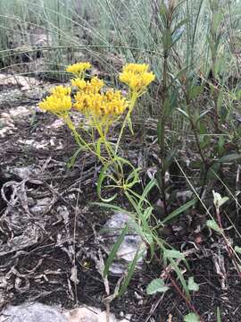 Image of narrowleaf yellowtops