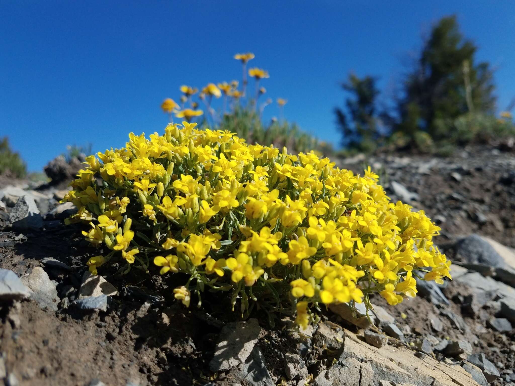 Image of Physaria pulvinata O'Kane & Reveal