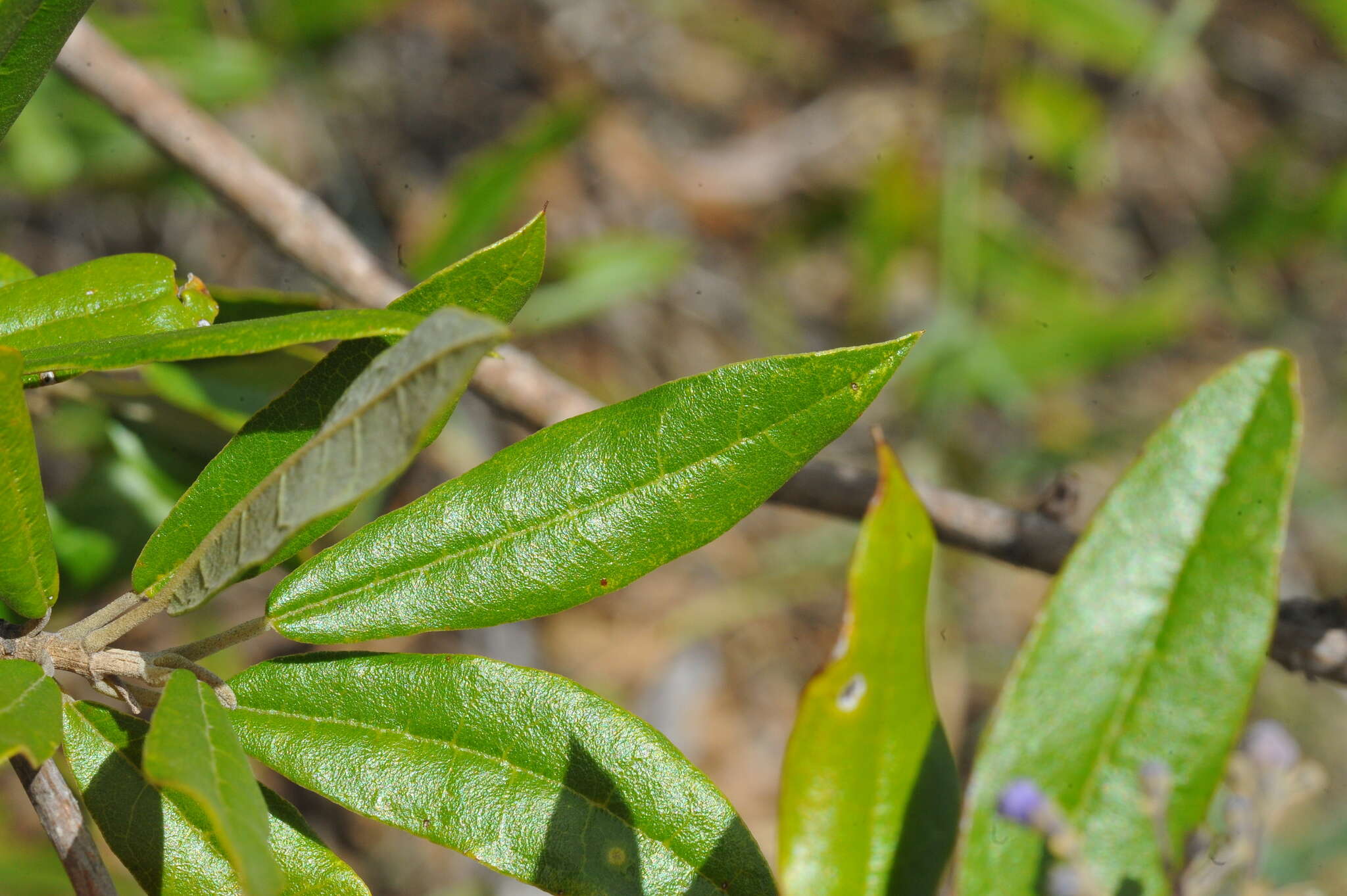 صورة Pseudocarpidium avicennioides (A. Rich.) Millsp.