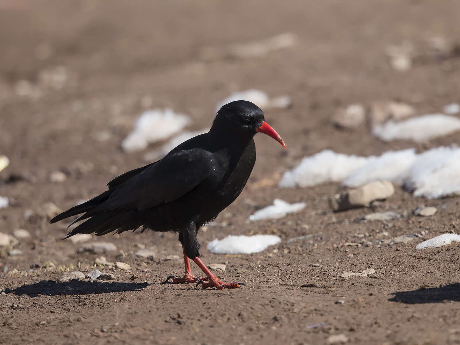 Sivun Pyrrhocorax pyrrhocorax barbarus Vaurie 1954 kuva