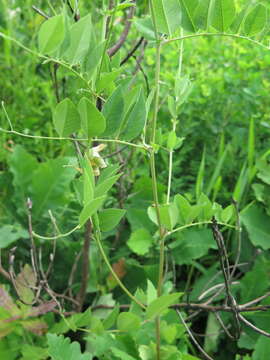 Image of Vicia pseudo-orobus Fisch. & C. A. Mey.