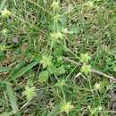 Image of Androsace umbellata (Lour.) Merr.