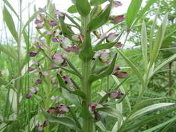 Image of Brachycorythis ovata subsp. ovata