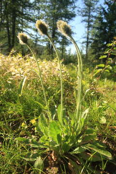 Image of alpine hawkweed