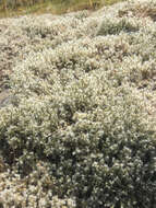 Image of elongate racomitrium moss