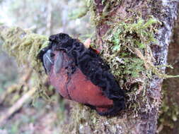 Imagem de Sarcosoma orientale Pat. 1909