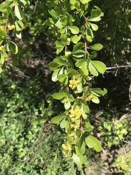 Image of Berberis vulgaris subsp. seroi