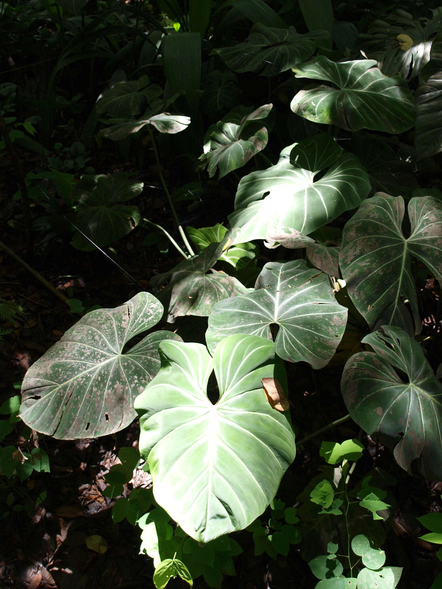 Image of Philodendron gloriosum André