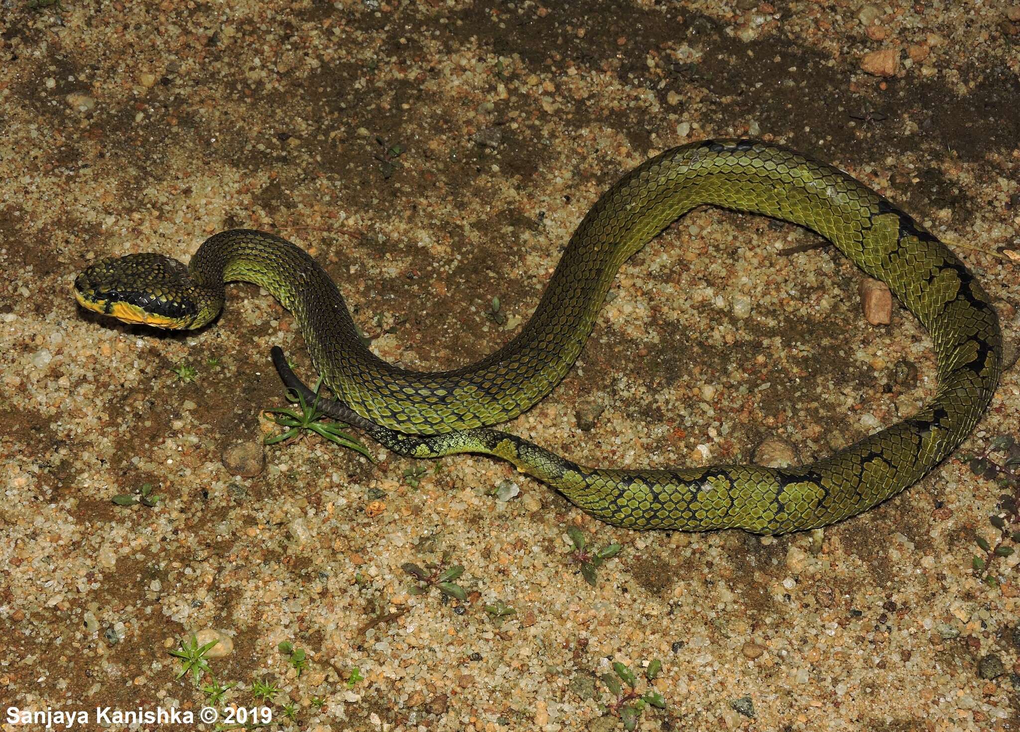 Image of Craspedocephalus trigonocephalus (Donndorff 1798)