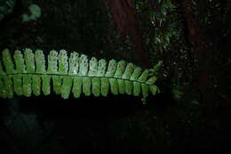 Image de Asplenium normale D. Don