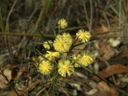 صورة Acacia genistifolia Link